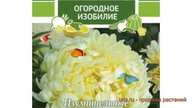 Астра пионовидный Машенька (mashenka) ? астра Машенька обзор: как сажать семена астры Машенька