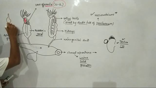L10: Male Reproductive system of Frog смотреть онлайн