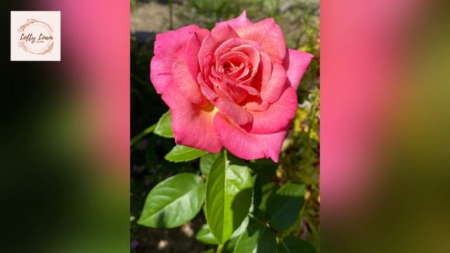 Hybrid Tea Rose, Chicago Peace Bloom Montage смотреть онлайн