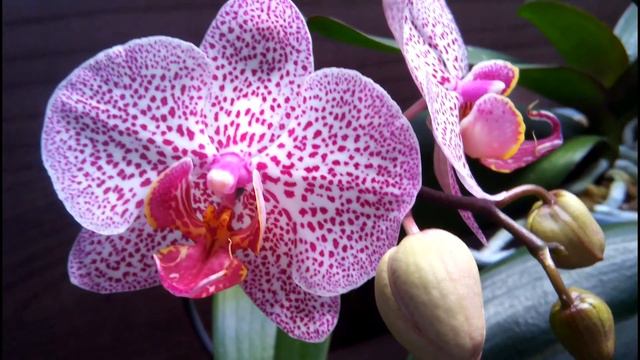 Phalaenopsis  Franzi.  Первое цветение.
