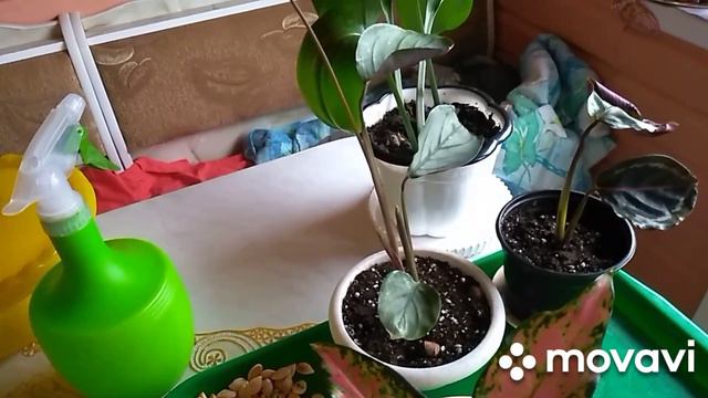 Улов.17ноября фиалки.Пересадила новенькие.Покупки. смотреть онлайн