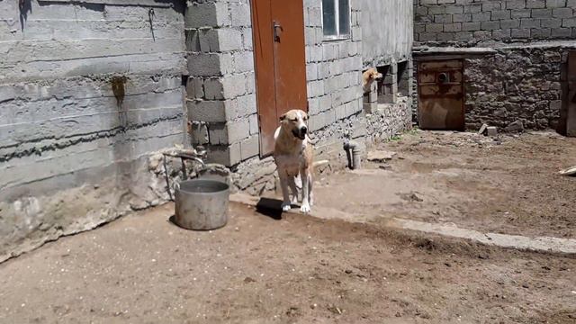 БАБУШКА И МОЛОЧНАЯ МАМА В ОДНОМ??? смотреть онлайн