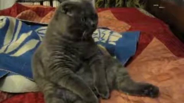 КОТ ВНИМАТЕЛЬНО СМОТРИТ ТЕЛЕВИЗОР. смотреть онлайн