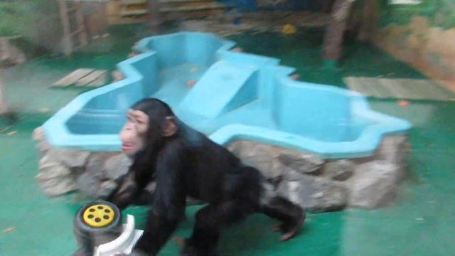 Грохот раздаётся на всё здание. Это шимпанзе Филя и Люся развлекаются 18.03.19 смотреть онлайн