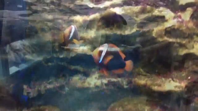 актинии и спинороги смотреть онлайн