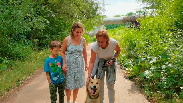 Как правильно выбрать собаку из приюта? Занятие с курса "Адаптация собак из приютов" смотреть онлайн