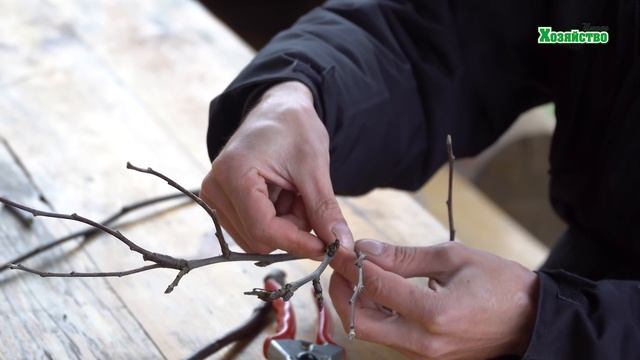 Что будет, если обрезать деревья? смотреть онлайн