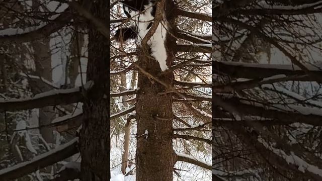 Супер-лазилка для котика ? смотреть онлайн