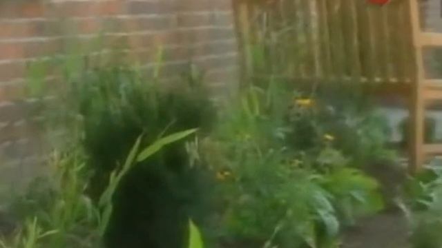 Садоводство с Марком Калленом, эпизод 41 смотреть онлайн