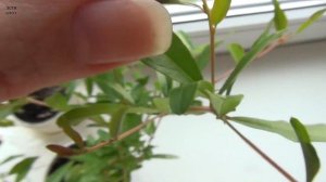 Прищипка растений на примере граната.