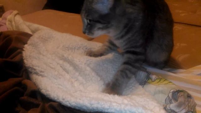Котик мнет покрывало смотреть онлайн