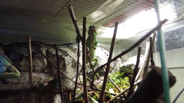 Йеменские хамелеоны -Chamaeleo calyptratus смотреть онлайн