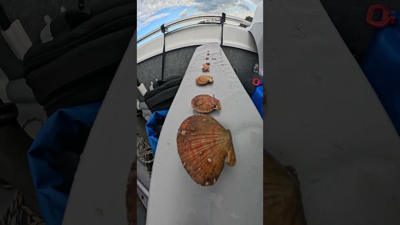 морской гребешок этапы развития смотреть онлайн