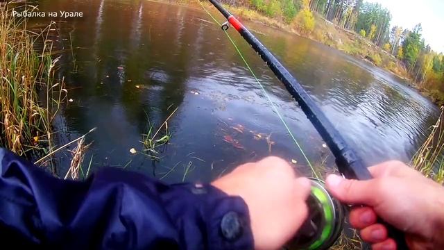 Ловля ЩУКИ-ТРАВЯНКИ на живца прямо ИЗ ПОД НОГ осенью. Рыбалка на Урале р.Каква смотреть онлайн