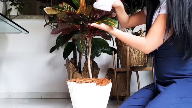 Cuidados Del Croton / Tendrás Una Planta Sana Y Hermosa