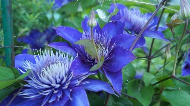 Клематис Мульти Блю смотреть онлайн