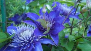 Клематис Мульти Блю
