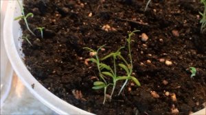 Хризантемы из семян.