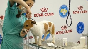 Тримминг Джек Рассела | Грумінг салон Charlie&Woof