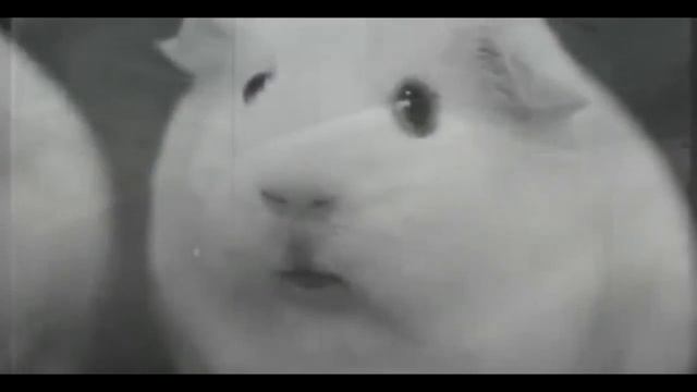 Cavy Vietnam Flashback Морская свинка вспоминает Вьетнам 1 смотреть онлайн