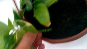 Бальзамин (Ванька Мокрый, Огонёк) - сажаем в кашпо проще простого