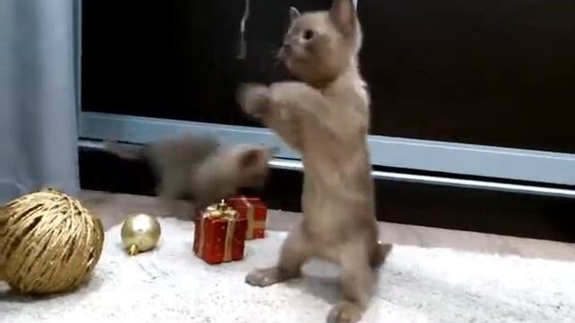 Котёнок породы бурма. смотреть онлайн