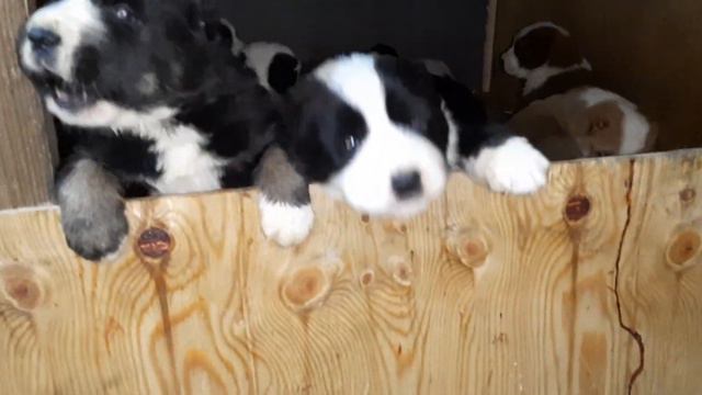 Бугай Алабай. Маленькие Львы. смотреть онлайн