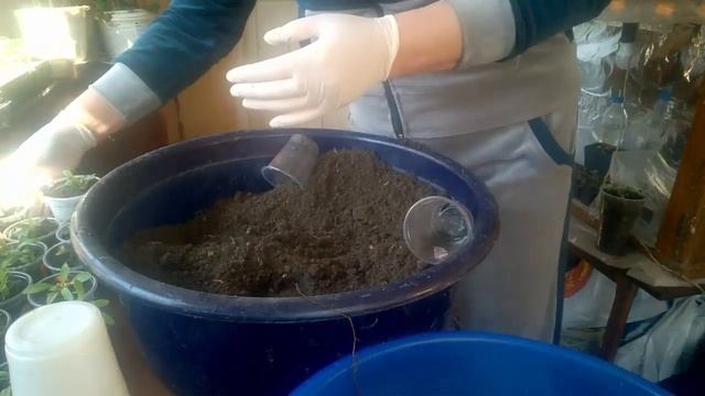 АЛИССУМ - пересадка в емкости побольше. ALISSUM - transplant in a larger container. смотреть онлайн