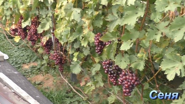 Виноград в Беларуси. Урожай 2021. Столовые сорта. Часть 2 смотреть онлайн