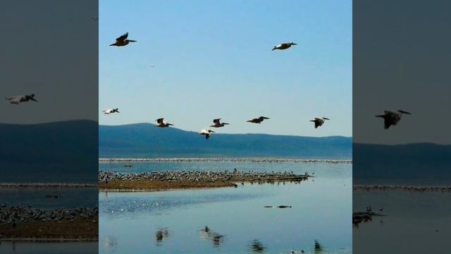 Кения страна Африканского континента.Kenya country of the African continent. смотреть онлайн