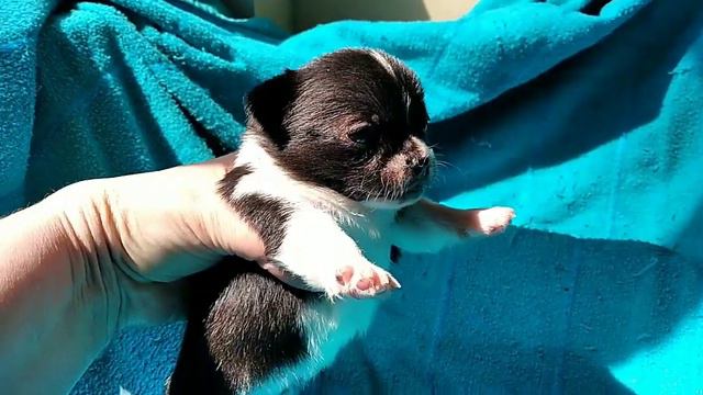 Мальчик КСУ г/ш черный с белым смотреть онлайн