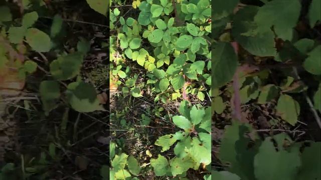 Грибные исследователи