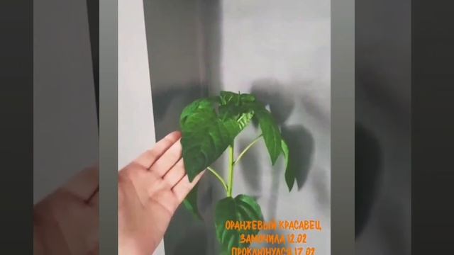 Перец Оранжевый красавец от агрофирмы Сибирский сад смотреть онлайн