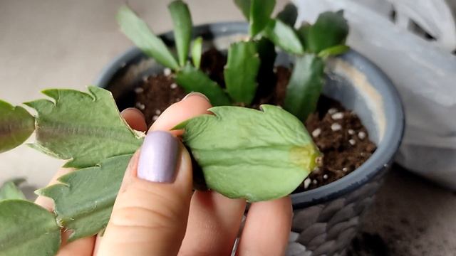 Начал гнить Декабрист// Попытка спасти смотреть онлайн