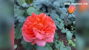 Роза Рене Госсини.Rose Rene Goscinny.