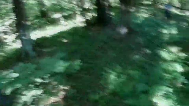 Влог. Поход по грибы. Дятьково смотреть онлайн