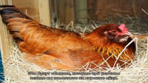 Как посадить курицу на яйца — советы от опытных птицеводов