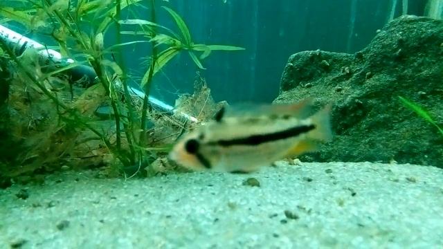 Laetocara Curviceps.mp4