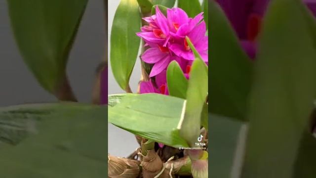 Den Hibiki #orchids #hibiki #dendrobium #houseplants #orchidcare смотреть онлайн