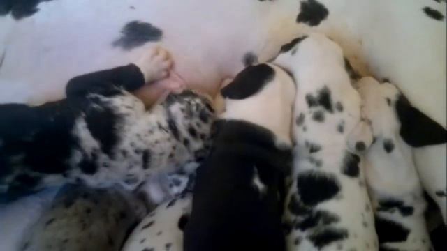 Мраморные доги и котята-сфинксы. смотреть онлайн