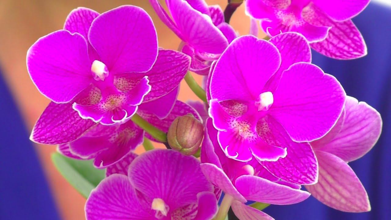 Что нужно Орхидее для  Красивого цветения и СЧАСТЛИВОЙ ЖИЗНИ ? Уход за Орхидеей.