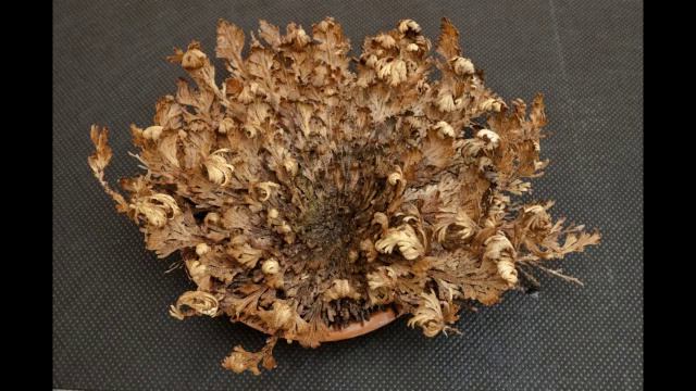 Rose Of Jericho, Selaginella Lepidophylla