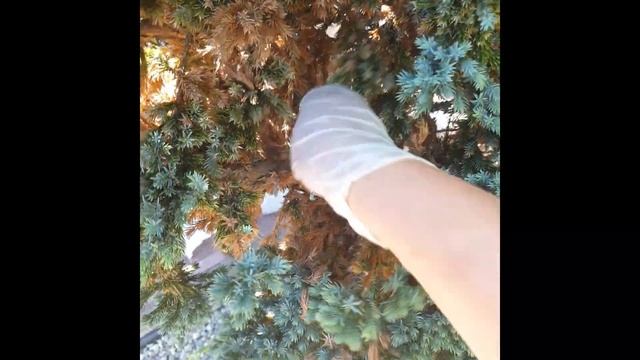 10 лет неухоженного роста. Как это выглядит. Чешуйчатый можжевельник. #хвойные #можжевельник смотреть онлайн