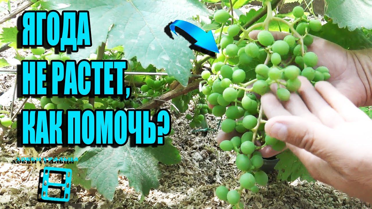 НЕ НАЛИВАЮТСЯ ЯГОДЫ ВИНОГРАДА, ЧТО ДЕЛАТЬ? КАК ПОЛУЧИТЬ КРУПНУЮ ЯГОДУ? СЕВЕРНЫЙ ВИНОГРАДНИК 14-21 смотреть онлайн