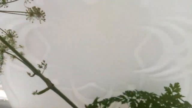 Гусеницы Махаона на пока неизвестном растении. смотреть онлайн