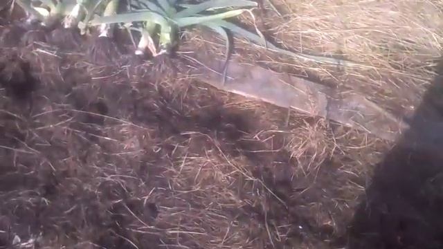 Лук порей, сбор урожая, 20.10.19 смотреть онлайн