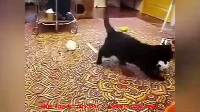 видео приколы ржачные смотреть бесплатно про животных смотреть онлайн