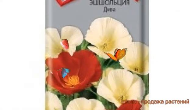 Эшшольция обыкновенная Дива (diva) ? эшшольция Дива обзор: как сажать семена эшшольции Дива смотреть онлайн