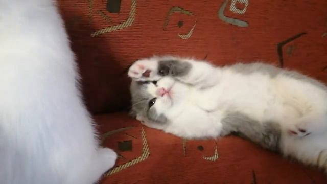 Котятам 1 месяц и 10 дней смотреть онлайн