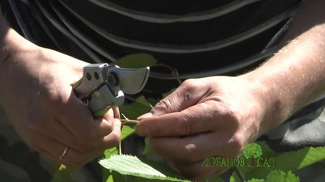 Прививка и формировка Черешни. Часть 2 смотреть онлайн